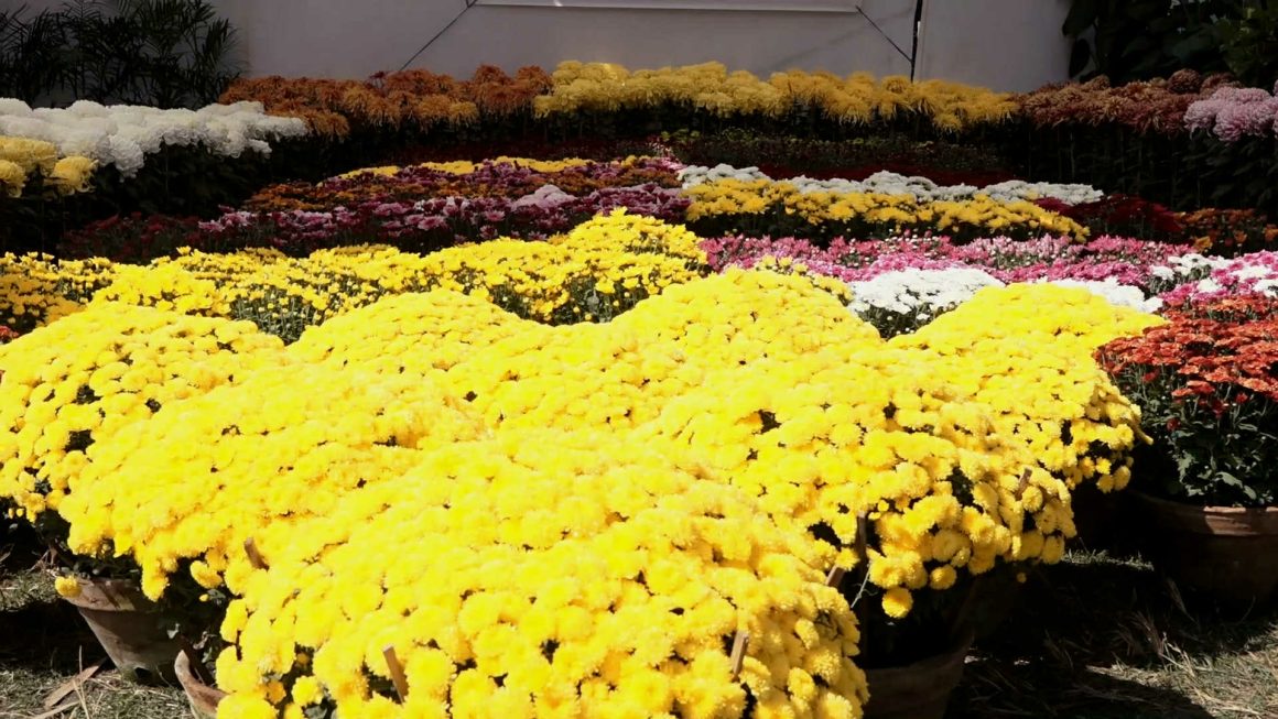 असोज २९ गतेदेखि ललितपुरमा ‘ १८ औं गोदावरी फूलको प्रतियोगितात्मक प्रदर्शनी ’ हुने